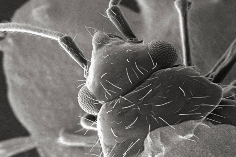 无人,横图,黑白,仪器,羽毛,检查,反射,分析,科学,昆虫,显微镜,观察,清晰,探索,摄影,放大,观看,仔细,透镜,凸透镜,聚焦,关注,节肢动物,光学,清楚,复眼,扫描电镜,扫描电子显微镜