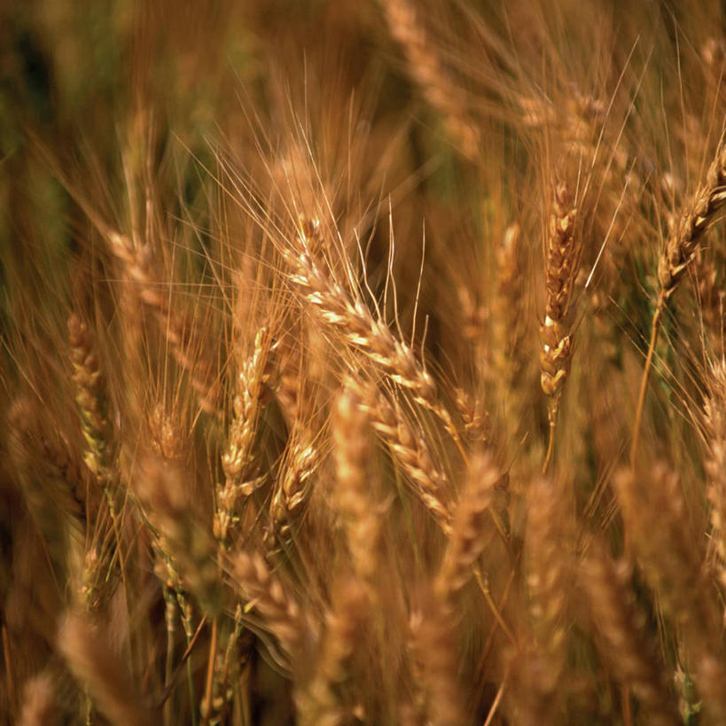 无人,方图,室外,特写,白天,农业,农作物,小麦,丰富,田地,食品,褐色,茎,草,黄色,摄影,有机食品,生长,收获,外壳,照亮,简单,健康食物,彩图,对焦