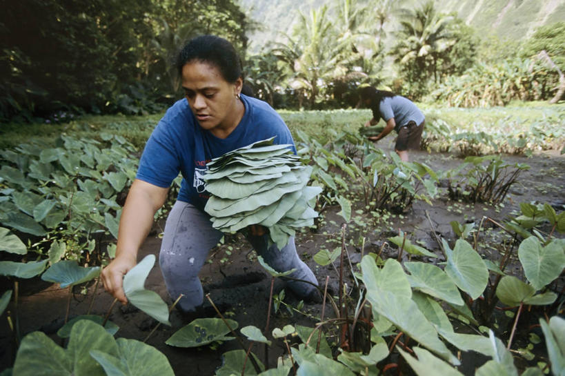 成年人,中年人,两个人,农场,横图,室外,白天,农业,美景,美国,景观,田地,芋头,食品,饮食,自然,景色,摄影,收获,自然风光,夏威夷群岛,比格岛,女人,中年女性,彩图,传统文化