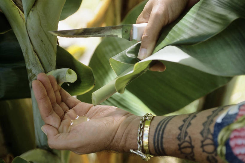 中年人,手,一个人,农场,横图,室外,白天,农业,美国,芋头,食品,饮食,摄影,收获,夏威夷群岛,比格岛,树液,手臂,彩图,传统文化