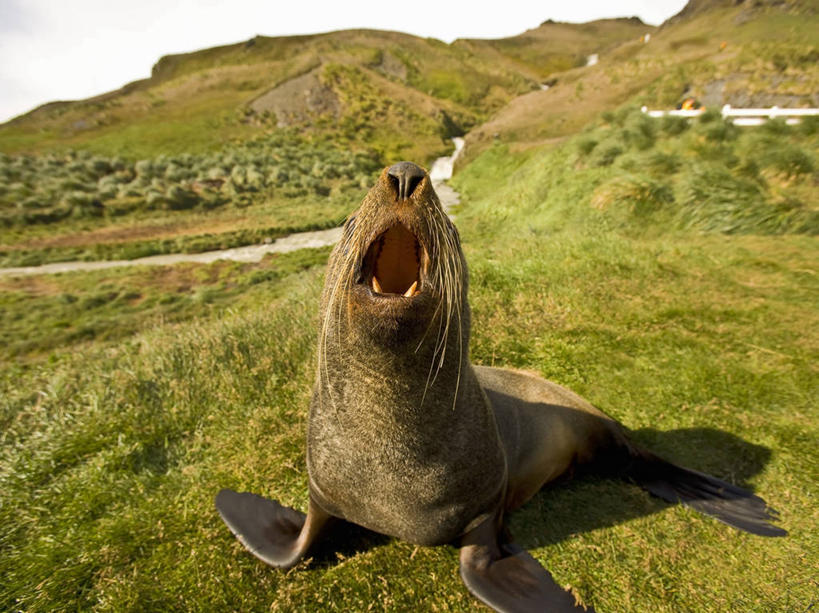 横图,室外,白天,正面,海洋,水,哺乳动物,海豹,野生动物,生气,动物,张嘴,大西洋,愤怒,摄影,恼怒,环境,愤慨,怒气,气愤,发怒,怒火,情绪,进攻,嚎叫,脾气,张大嘴巴,忿怒,怨恨,强烈,气忿,愤恨,海熊,大西洋群岛,濒危物种,肝火,激动,张开嘴,彩图,南冰洋