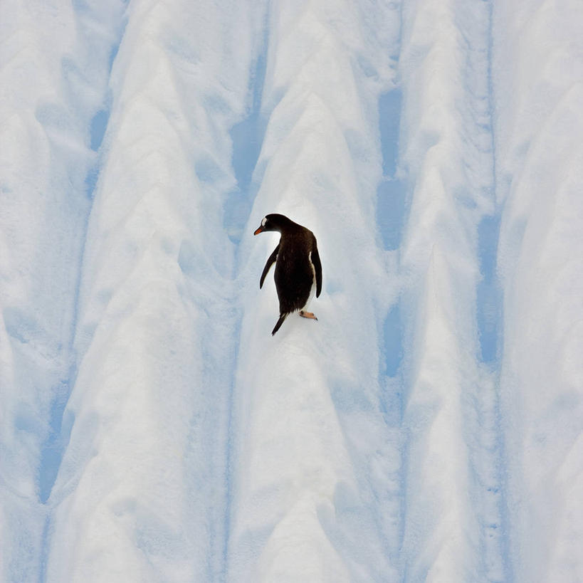 无人,跳,竖图,室外,白天,寂寞,冰山,海洋,水,企鹅,鸟类,冰,自然,寒冷,摄影,气象,气候,南极洲,挑战,巴布亚企鹅,南极半岛,杰拉许海峡,彩图,独处