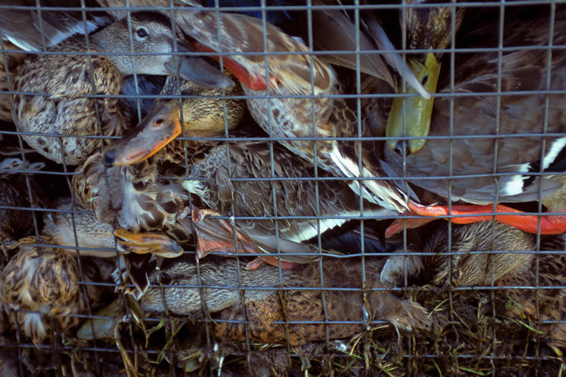 横图,室外,白天,野生动物,微生物,加拿大,检查,鸟类,鸭子,笼子,工人,动物,看,生病,摄影,水禽,病毒,疾病,美洲,流感病毒,亚伯达,员工,彩图,匠人,劳动者,体力工