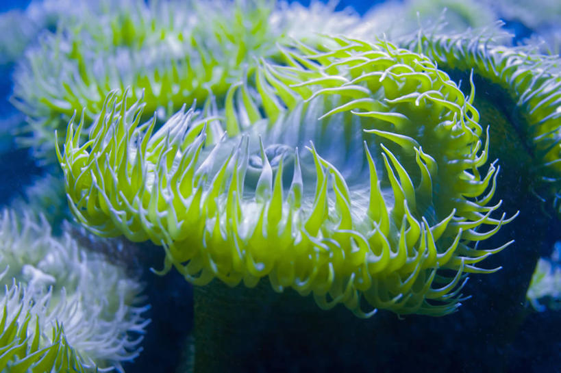 无人,横图,室内,水下,海葵,无脊椎动物,蓝色,自然,动物,摄影,有毒物质,危险,彩图