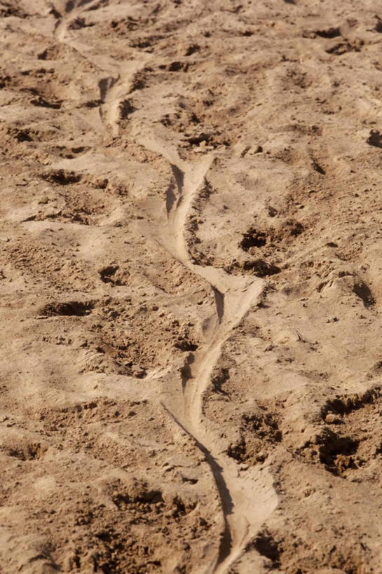 无人,竖图,室外,白天,神秘,野生动物,印度尼西亚,弯曲,科学,沙子,岛,摄影,东南亚,环境,生物学,恐怖,志愿者,科莫多巨蜥,彩图,动物学