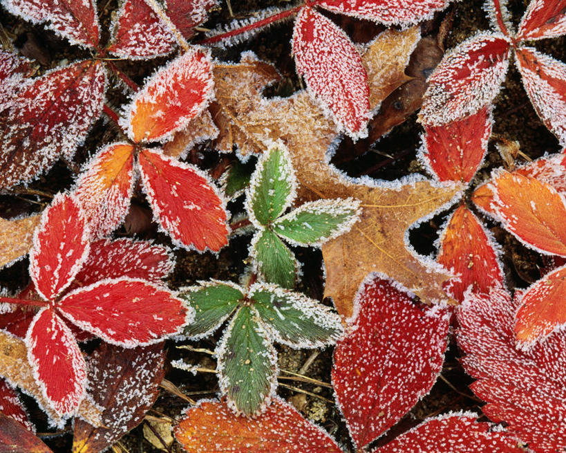 无人,横图,特写,背景,美景,森林,树林,叶子,冰,景观,冬天,霜,红色,自然,景色,寒冷,季节,摄影,自然风光,落叶树,肌理,野草莓,秋天,彩图,全画面,全框架,全帧,全画幅