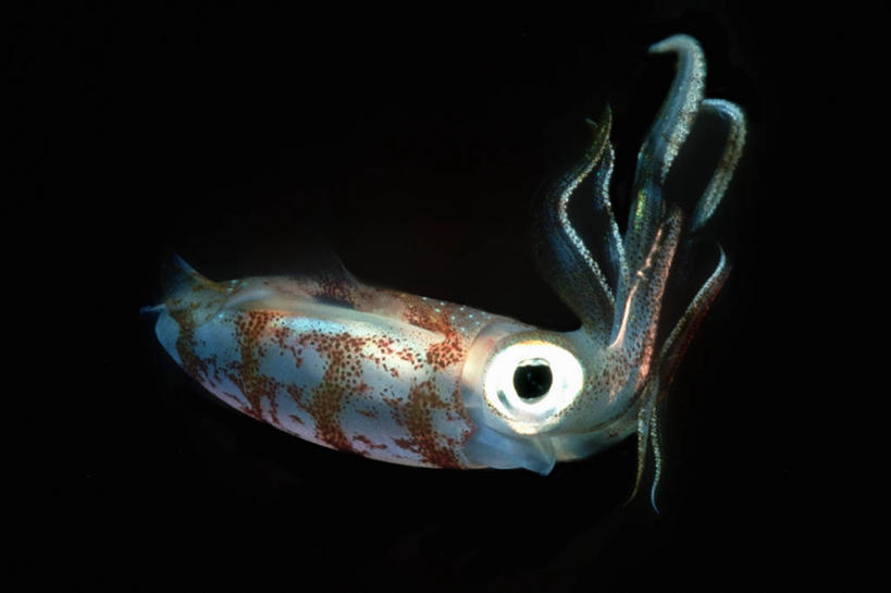 无人,横图,特写,侧面,智慧,水下,海洋,乌贼,加勒比海,发光,触须,光,光亮,自然,大西洋,摄影,影棚,照亮,眼球,摄影棚,圣萨尔瓦多,彩图,影棚拍摄,拍摄,巴哈马群岛