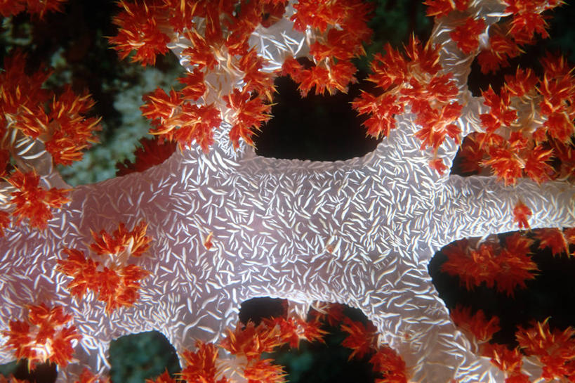 无人,横图,特写,水下,海洋,泰国,海洋生物,无脊椎动物,花,红色,自然,摄影,腔肠动物,生物学,脆弱,软珊瑚,刺胞动物,珊瑚虫,彩图