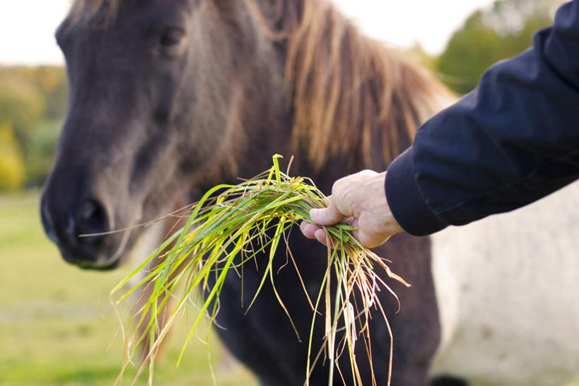 西方人,手,一个人,站,横图,室外,特写,白天,正面,草地,草坪,植物,欧洲,欧洲人,仅一个男性,仅一个人,仅一个中年男性,握,服装,拿,拿着,休闲装,右手,草,衣服,蓝色,绿色,蓝天,天空,天,站着,休闲,手部,休闲服,握着,服饰,单手,男人,男性,中年男性,白种人,站立,半身,彩图