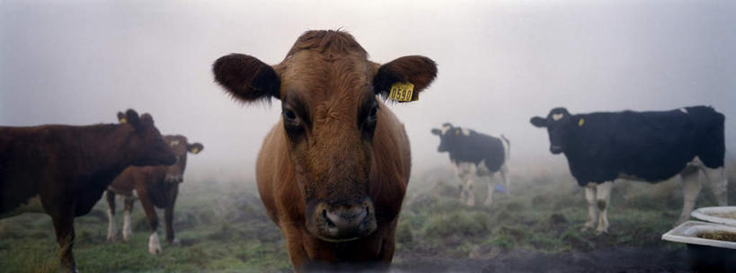 无人,站,横图,室外,白天,正面,草地,草原,植物,雾,牛,瑞典,欧洲,一群,许多,阴影,朦胧,模糊,光线,影子,旷野,很多,注视,草,绿色,阳光,动物,观察,看,站着,家畜,牲畜,观看,生态,迷雾,察看,斯堪的纳维亚,关注,原野,北欧,斯堪的纳维亚半岛,瑞典王国,群落,生态系统,生物圈,种群,大雾,站立,半身,彩图
