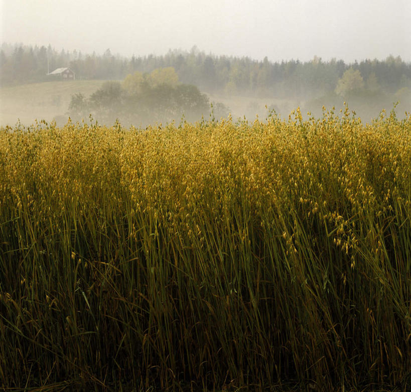 无人,农田,横图,室外,白天,正面,庄稼,农作物,草地,草坪,美景,秋季,植物,雾,瑞典,欧洲,覆盖,阴影,朦胧,模糊,平静,光线,影子,景观,草,树,树木,绿色,阳光,自然,包围,景色,安静,茂密,茂盛,生长,成长,宁静,迷雾,斯堪的纳维亚,静谧,自然风光,北欧,斯堪的纳维亚半岛,沉静,笼罩,恬静,安祥,僻静,清静,太平,瑞典王国,大雾,秋,秋天,彩图,耕地,庄稼田
