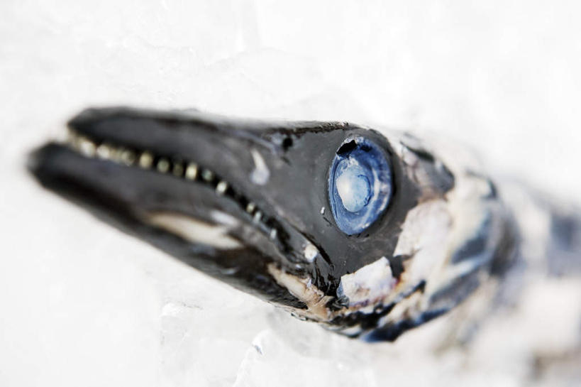 无人,横图,俯视,室内,特写,白天,白色背景,一条,阴影,光线,鱼,影子,冰,灯光,冰块,冰冻,冷冻,鱼类,海洋生物,寒冷,摄影,影棚,冷藏,死亡,冰冷,猛烈,水生动物,水生物,凶猛,海底动物,凶悍,勇猛,保鲜,殒命,灭亡,厉害,半身,彩图,高角度拍摄,影棚拍摄,拍摄