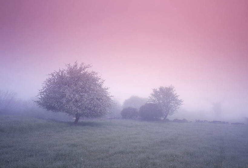 无人,横图,室外,白天,正面,草地,草坪,美景,日落,植物,雾,覆盖,朦胧,模糊,平静,景观,晚霞,霞光,落日,草,树,树木,绿色,自然,黄昏,包围,景色,彩霞,安静,生长,成长,宁静,迷雾,静谧,自然风光,沉静,笼罩,恬静,安祥,僻静,清静,太平,夕照,大雾,夕阳,彩图,斜阳