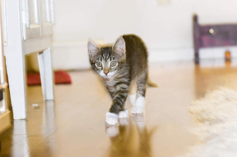 无人,走,横图,室内,白天,正面,地板,宠物,猫,椅子,阴影,花纹,光线,影子,木椅,灯光,地面,注视,木地板,一只,灰色,动物,观察,看,可爱,毛茸茸,观看,察看,关注,斑纹,猫咪,步行,散步,走路,彩图,全身