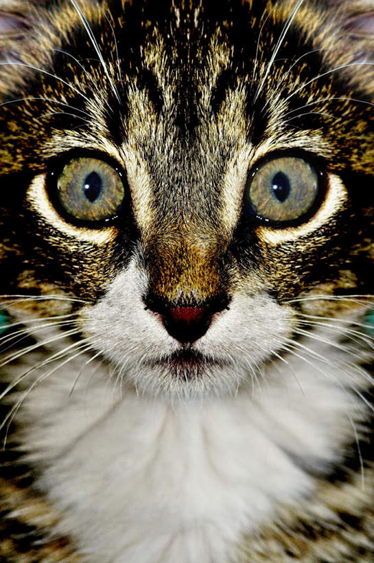 胡须,无人,竖图,室内,特写,白天,正面,宠物,猫,阴影,光线,影子,灯光,注视,一只,灰色,动物,观察,看,可爱,毛茸茸,观看,察看,关注,猫咪,髯毛,半身,彩图