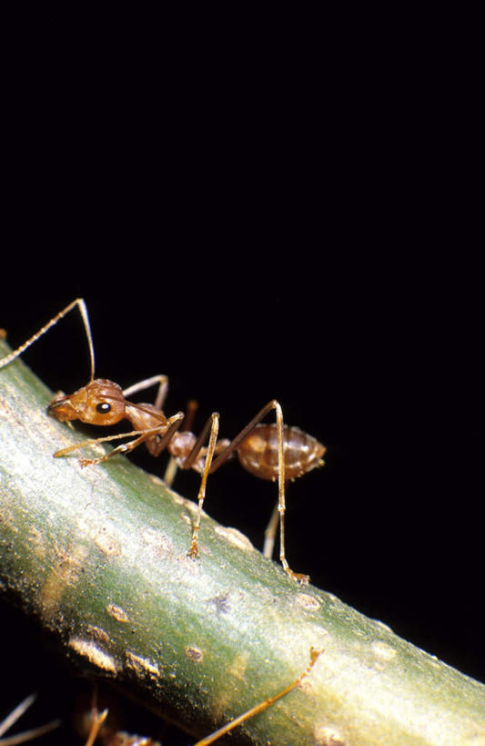 无人,攀登,吃,竖图,室内,特写,夜晚,侧面,植物,野生动物,阴影,黑色背景,光线,昆虫,蚂蚁,影子,灯光,枝条,树,树木,树枝,一只,动物,爬,可爱,摄影,活泼,影棚,蚁,玄驹,益虫,虬枝,枝杈,嚼,攀爬,食,彩图,全身,影棚拍摄,拍摄