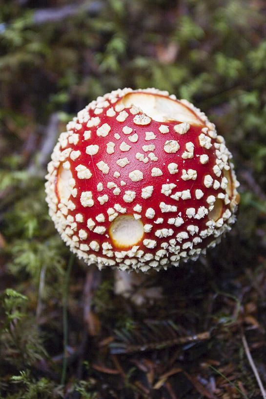无人,竖图,俯视,室外,白天,旅游,度假,草地,草坪,美景,植物,圆点,斑点,景观,菌菇,菌类,娱乐,草,一个,红色,绿色,自然,享受,休闲,景色,放松,单个,有毒,自然风光,毒蝇伞,毒蝇鹅膏菌,哈蟆菌,捕蝇菌,毒蝇菌,彩图,高角度拍摄