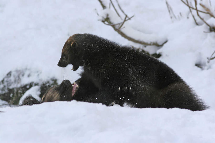 无人,站,躺,横图,室外,白天,侧面,旅游,度假,美景,雪,植物,大雪,野生动物,积雪,景观,雪景,冬季,冬天,枝条,娱乐,树,树木,树枝,自然,动物,站着,张嘴,两只,享受,休闲,景色,放松,寒冷,打架,自然风光,打斗,凶猛,张大嘴巴,斗殴,严寒,貂熊,狼獾,山狗子,原飞熊,虬枝,枝杈,残暴,凶残,张开嘴,月熊,躺着,站立,半身,彩图