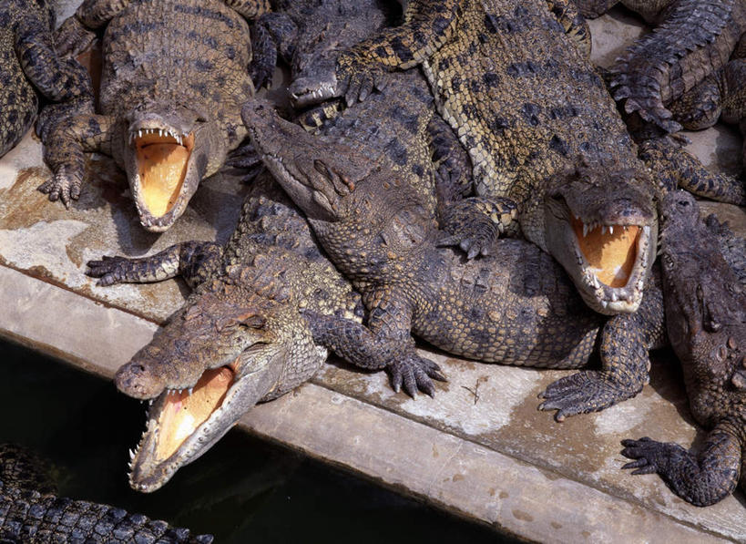 无人,横图,俯视,室外,白天,旅游,度假,美景,鳄鱼,野生动物,许多,阴影,光线,爬行动物,影子,景观,很多,娱乐,阳光,自然,动物,趴着,张嘴,享受,休闲,景色,放松,自然风光,凶猛,张大嘴巴,美洲鳄,残暴,凶残,张开嘴,趴,半身,彩图,高角度拍摄