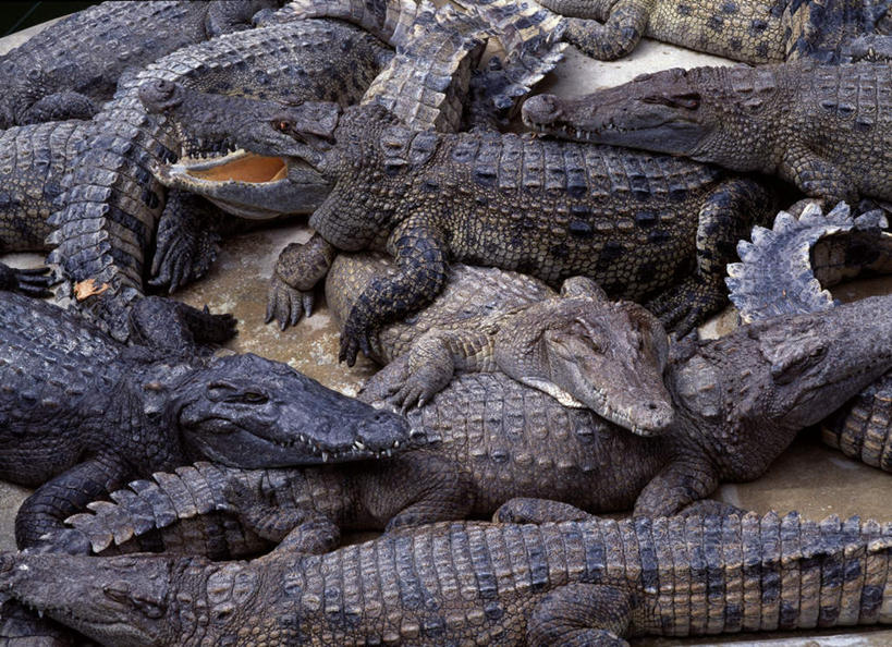 无人,横图,俯视,室外,白天,旅游,度假,美景,鳄鱼,野生动物,许多,阴影,光线,爬行动物,影子,景观,很多,娱乐,阳光,自然,动物,趴着,张嘴,享受,休闲,景色,放松,自然风光,凶猛,张大嘴巴,美洲鳄,残暴,凶残,张开嘴,趴,半身,彩图,高角度拍摄