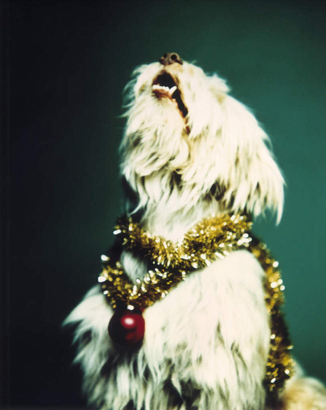 无人,坐,竖图,室内,白天,正面,宠物,狗,绿色背景,阴影,朦胧,模糊,装饰,光线,挂饰,影子,灯光,圣诞球,注视,球,一只,黄色,白色,动物,彩带,观察,看,球体,可爱,摄影,影棚,观看,华丽,修饰,点缀,彩条,察看,关注,嚎叫,忠诚,衬托,美观,雅致,雅观,毛条,七彩毛条,装饰彩带,犬,抬头,仰头,坐着,半身,彩图,影棚拍摄,拍摄