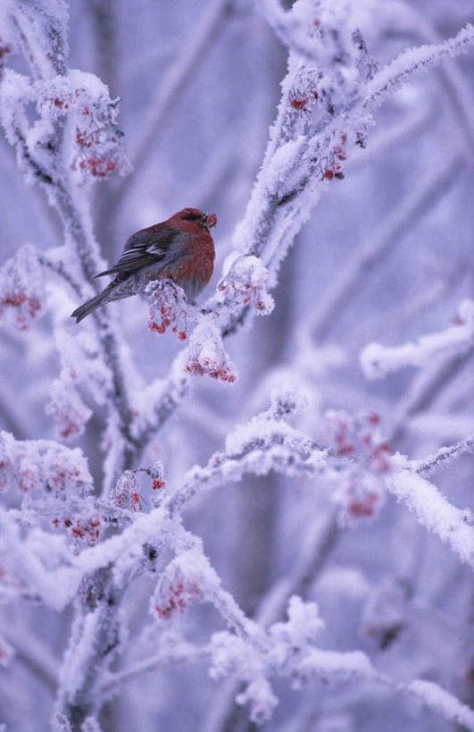 无人,竖图,室外,白天,侧面,旅游,度假,美景,雪,植物,大雪,鸟,一堆,阴影,堆叠,堆积,光线,鸟类,影子,积雪,景观,雪景,冬季,冬天,枝条,娱乐,树,树木,树枝,一只,阳光,自然,享受,休闲,景色,放松,寒冷,堆,自然风光,严寒,虬枝,枝杈,松雀,彩图,全身