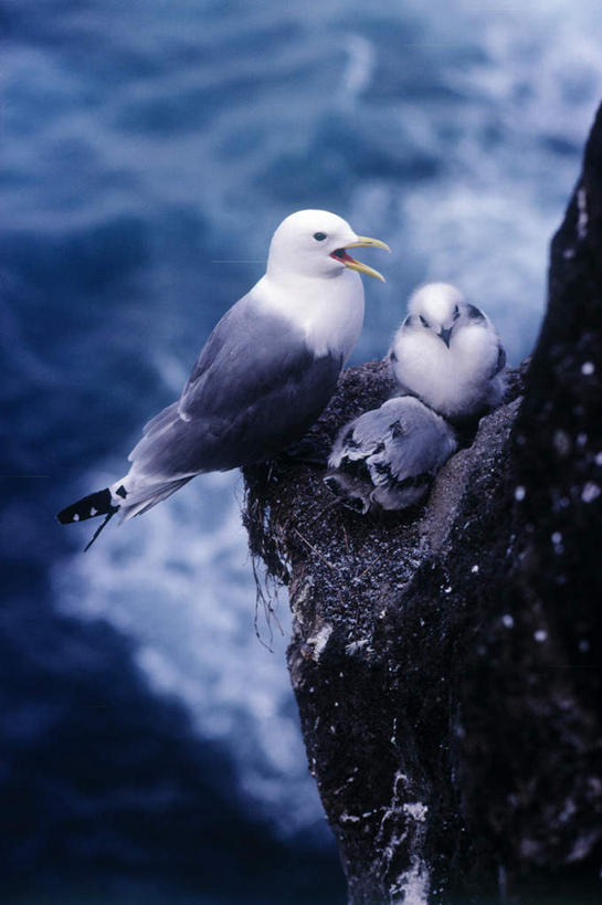 无人,站,竖图,俯视,室外,白天,旅游,度假,海浪,海洋,石头,美景,海鸟,鸟,三只,阴影,光线,鸟类,石子,影子,景观,浪花,娱乐,白色,灰色,阳光,自然,海水,站着,享受,休闲,景色,放松,自然风光,海景,三趾鸥,大海,风浪,海,海水的波动,近岸浪,石块,岩石,涌浪,站立,彩图,高角度拍摄,全身