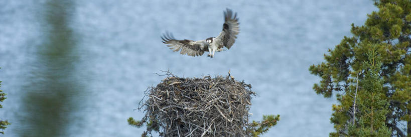 无人,横图,室外,白天,正面,旅游,度假,海浪,海洋,美景,植物,猫头鹰,鸟,野生动物,加拿大,飞翔,伸展,张开,展翅,阴影,飞行,光线,翅膀,鸟类,影子,景观,浪花,枝条,翱翔,娱乐,飞,树,树木,树枝,一只,阳光,自然,海水,动物,享受,休闲,景色,放松,北美,北美洲,自然风光,美洲,凶猛,海景,张开翅膀,北亚美利加洲,亚美利加洲,卑诗省,不列颠哥伦比亚,不列颠哥伦比亚省,虬枝,枝杈,展开翅膀,残暴,凶残,大海,风浪,海,海水的波动,近岸浪,涌浪,鸮,枭,彩图,全身
