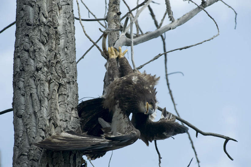 无人,站,横图,室外,白天,仰视,旅游,度假,美景,植物,鸟,野生动物,加拿大,阴影,光线,鸟类,影子,景观,枝条,注视,娱乐,树,树木,树枝,一只,蓝色,蓝天,天空,阳光,自然,动物,天,观察,看,站着,享受,休闲,景色,放松,晴朗,观看,察看,北美,北美洲,关注,自然风光,美洲,白头鹰,凶猛,万里无云,海雕,白头海雕,北亚美利加洲,亚美利加洲,西北地区,美洲雕,虬枝,枝杈,残暴,凶残,晴空,晴空万里,站立,彩图,低角度拍摄,全身