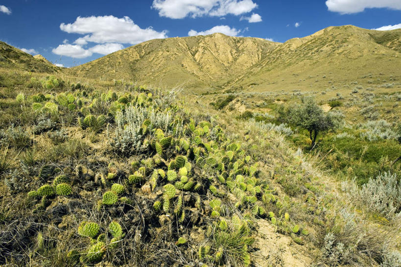 无人,横图,室外,白天,正面,旅游,度假,草地,草坪,美景,山,山脉,植物,加拿大,阴影,光线,影子,景观,山峰,云,云朵,山峦,云彩,娱乐,草,树,树木,蓝色,绿色,白云,蓝天,天空,阳光,自然,群山,天,享受,休闲,景色,放松,生长,晴朗,成长,北美,北美洲,自然风光,美洲,北亚美利加洲,亚美利加洲,萨省,萨斯喀彻温省,晴空,彩图