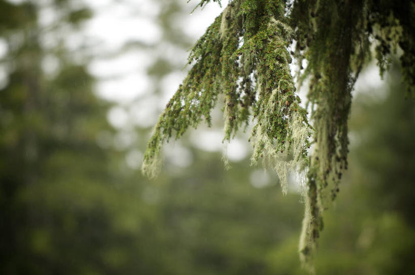 无人,横图,室外,特写,白天,正面,美景,森林,树林,植物,叶子,加拿大,阴影,平静,光线,影子,景观,青苔,绿叶,苔藓,树,树木,绿色,阳光,自然,嫩叶,景色,安静,生长,成长,宁静,北美,北美洲,静谧,自然风光,美洲,北亚美利加洲,亚美利加洲,沉静,恬静,安祥,僻静,清静,太平,卑诗省,不列颠哥伦比亚,不列颠哥伦比亚省,温哥华岛,寄生藤,叶,叶片,彩图