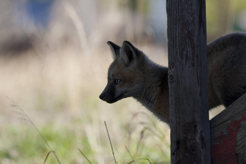 无人,站,横图,室外,白天,侧面,草地,草坪,植物,狐狸,野生动物,阴影,朦胧,模糊,光线,影子,注视,草,一只,绿色,阳光,动物,观察,看,站着,观看,察看,关注,狡猾,狡诈,火狐,红狐,赤狐,草狐,站立,半身,彩图