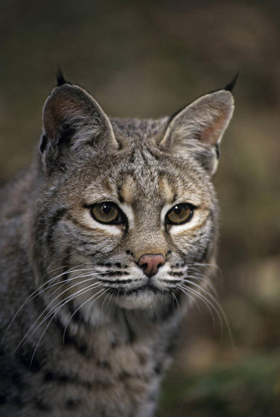 脸,头,脸颊,无人,站,竖图,室外,特写,白天,正面,旅游,度假,草地,草坪,石头,美景,植物,哺乳动物,野生动物,阴影,朦胧,模糊,光线,石子,影子,景观,注视,娱乐,草,一只,绿色,阳光,自然,动物,观察,看,站着,享受,休闲,景色,放松,观看,察看,关注,自然风光,山猫,猞猁,凶猛,林曳,马猞猁,猞猁狲,猞狮,残暴,凶残,头部,脸部,脸蛋,面部,石块,岩石,站立,半身,彩图