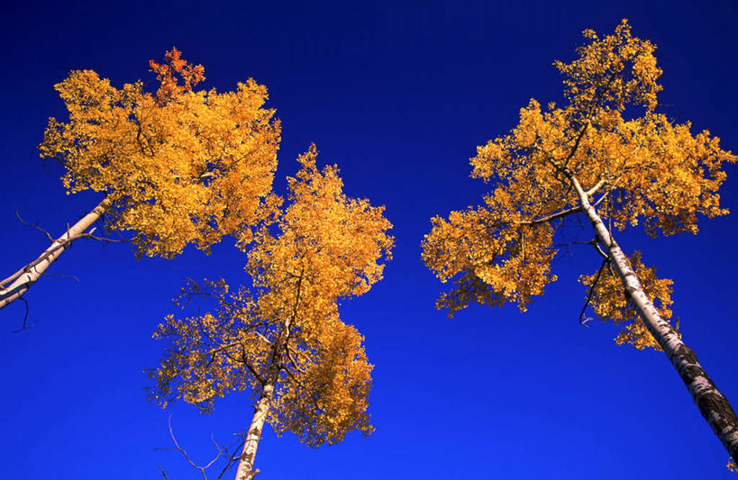 无人,横图,室外,白天,仰视,旅游,度假,美景,植物,加拿大,阴影,光线,影子,景观,云,云朵,云彩,娱乐,树,树木,蓝色,绿色,白云,蓝天,天空,阳光,自然,天,享受,休闲,景色,放松,生长,晴朗,成长,杨树,北美,北美洲,自然风光,美洲,白杨,北亚美利加洲,亚美利加洲,卑诗省,不列颠哥伦比亚,不列颠哥伦比亚省,晴空,彩图,低角度拍摄