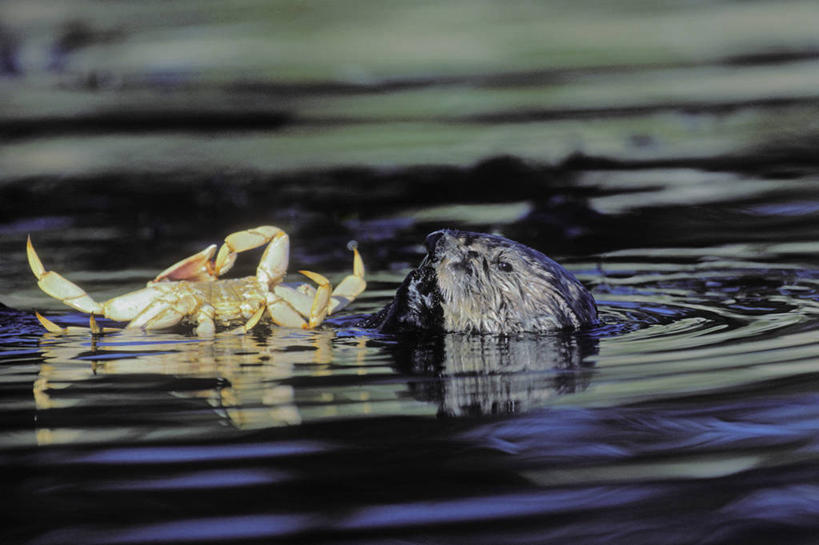 蟹,无人,吃,横图,室外,白天,侧面,旅游,度假,河流,美景,水,鳄鱼,野生动物,阴影,波纹,反光,光线,爬行动物,螃蟹,影子,河水,景观,水流,涟漪,娱乐,水纹,阳光,自然,动物,波浪,两只,享受,休闲,景色,放松,自然风光,凶猛,美洲鳄,水晕,残暴,凶残,嚼,食,半身,彩图
