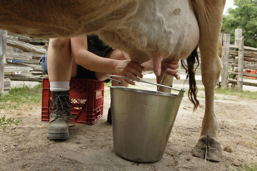 西方人,一个人,农场,站,蹲,横图,室外,白天,正面,畜牧业,牧场,植物,欧洲,欧洲人,仅一个女性,仅一个人,铁桶,桶,泥土,土壤,一只,绿色,容器,站着,仅一个中年女性,生长,成长,储藏,储存,挤奶,畜牧,牧业,女人,女性,中年女性,白种人,蹲着,站立,半身,彩图,贮存