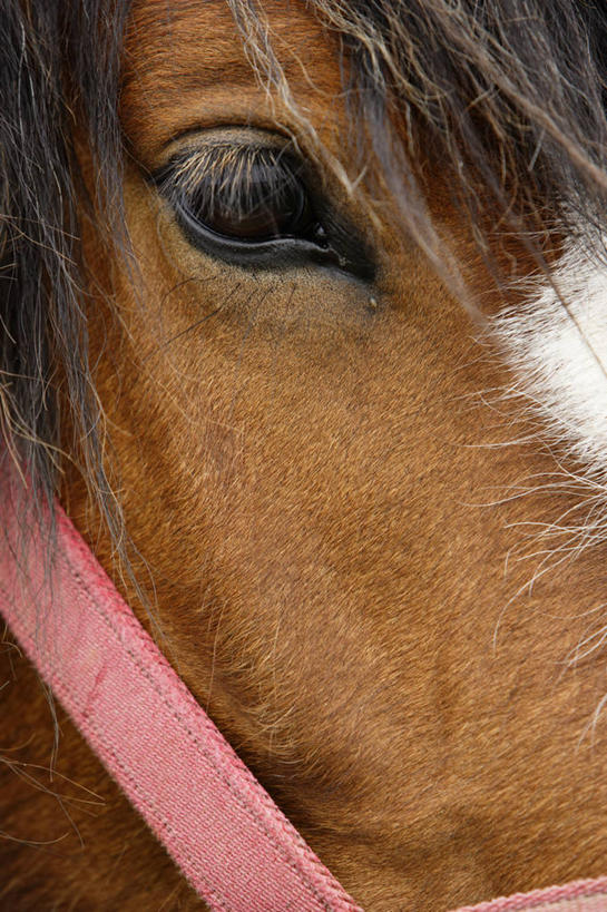 头,眼睛,无人,竖图,室外,特写,白天,正面,马,野生动物,瞳孔,阴影,光线,影子,一匹,阳光,动物,运输,眼部,牲畜,头部,眼,半身,彩图