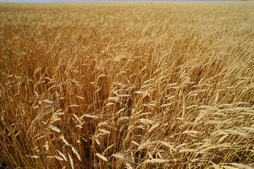 无人,农田,横图,室外,白天,正面,农业,庄稼,农作物,小麦,加拿大,阴影,丰收,透明,光线,影子,稻田,谷物,辉煌,黄色,阳光,健康,稻谷,稻子,活泼,麦子,收获,希望,暖色,北美,北美洲,美洲,光辉,北亚美利加洲,亚美利加洲,光明,功名,轻快,萨省,萨斯喀彻温省,彩图,耕地,庄稼田