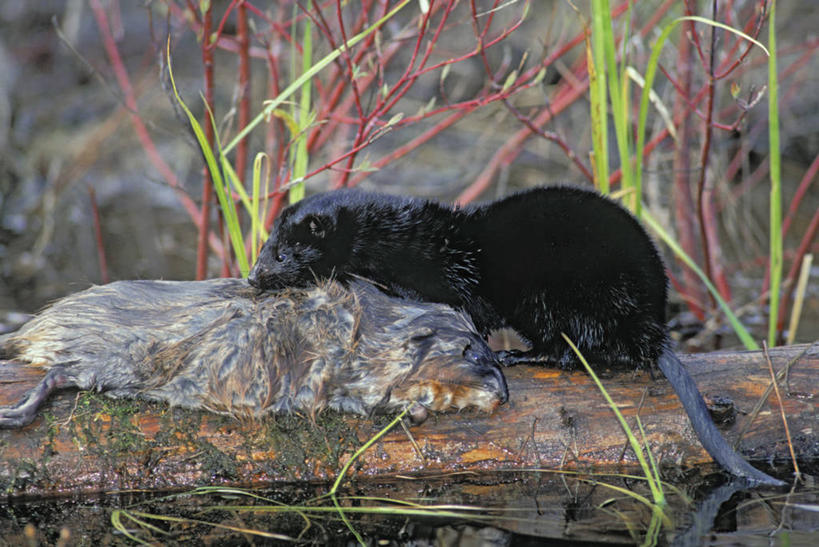 无人,横图,室外,特写,白天,侧面,旅游,度假,石头,美景,植物,野生动物,阴影,朦胧,模糊,芳香,光线,石子,影子,景观,注视,娱乐,一只,绿色,阳光,自然,动物,观察,看,趴着,享受,休闲,景色,放松,香味,生长,成长,观看,察看,北美,北美洲,关注,自然风光,美洲,北亚美利加洲,亚美利加洲,青根貂,麝鼠,麝香鼠,石块,岩石,趴,彩图,全身