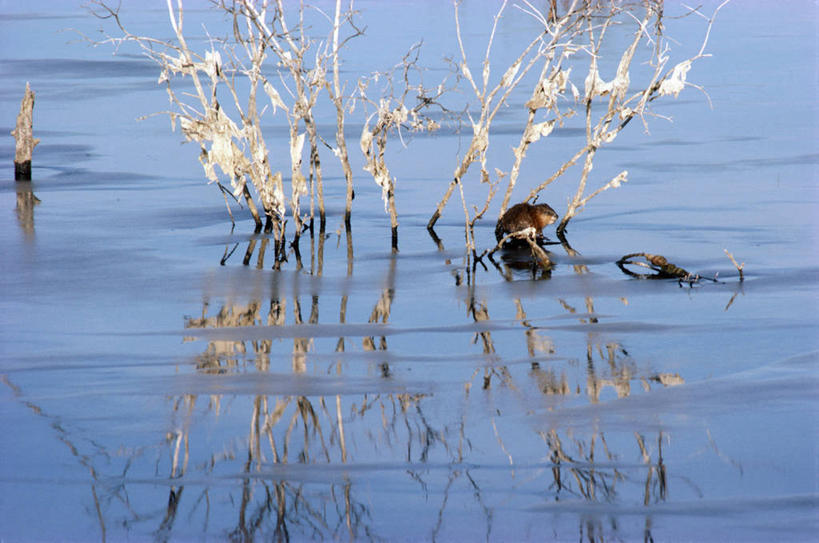 无人,公园,横图,室外,特写,白天,正面,旅游,度假,河流,美景,水,植物,野生动物,加拿大,阴影,波纹,枯萎,朦胧,模糊,光线,影子,河水,景观,水流,枯草,娱乐,草,一只,黄色,倒影,水纹,阳光,自然,动物,波浪,松鼠,享受,休闲,景色,放松,可爱,栖息,活泼,倒映,北美,北美洲,国家公园,自然风光,美洲,花栗鼠,北亚美利加洲,亚美利加洲,萨省,萨斯喀彻温省,反照,栖身,彩图,全身,阿尔伯特王子国家公园