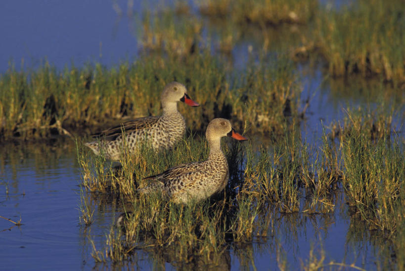 无人,公园,站,横图,俯视,室外,白天,旅游,度假,河流,美景,水,植物,鸟,非洲,坦桑尼亚,一排,阴影,波纹,朦胧,模糊,整齐,光线,鸟类,鸭,影子,河水,景观,水流,水草,注视,娱乐,家禽,排列,倒影,水纹,阳光,自然,动物,波浪,观察,看,站着,两只,享受,休闲,景色,放松,牲畜,生长,成长,观看,察看,倒映,国家公园,队列,关注,自然风光,东非,塞伦盖蒂国家公园,坦桑尼亚联合共和国,反照,站立,彩图,高角度拍摄,全身,塞伦盖蒂