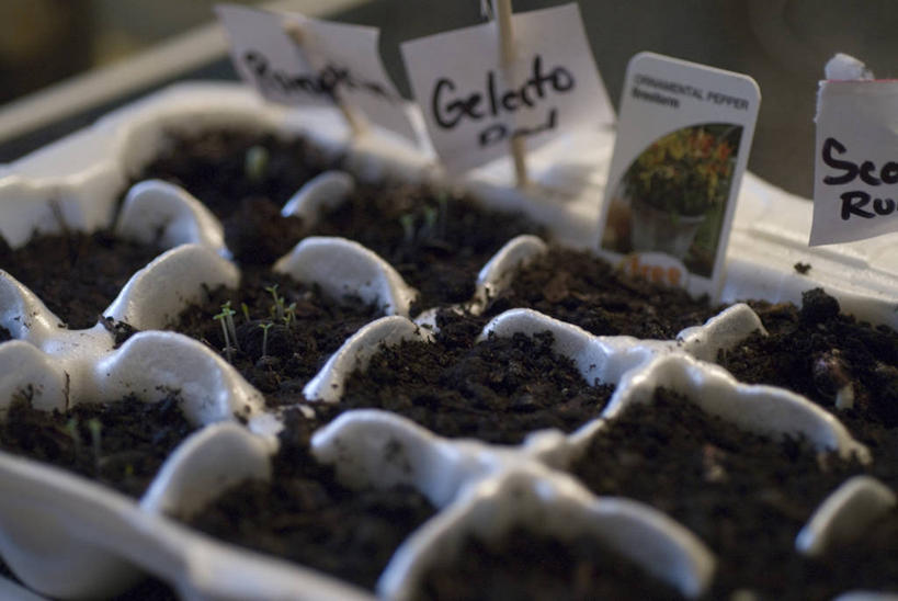 无人,横图,俯视,室外,白天,旅游,度假,阴影,朦胧,模糊,光线,标牌,标志,文字,影子,字符,字母,泥土,土壤,娱乐,标识,一个,阳光,享受,休闲,放松,生长,成长,鸡蛋盒,秧苗,发展,彩图,高角度拍摄