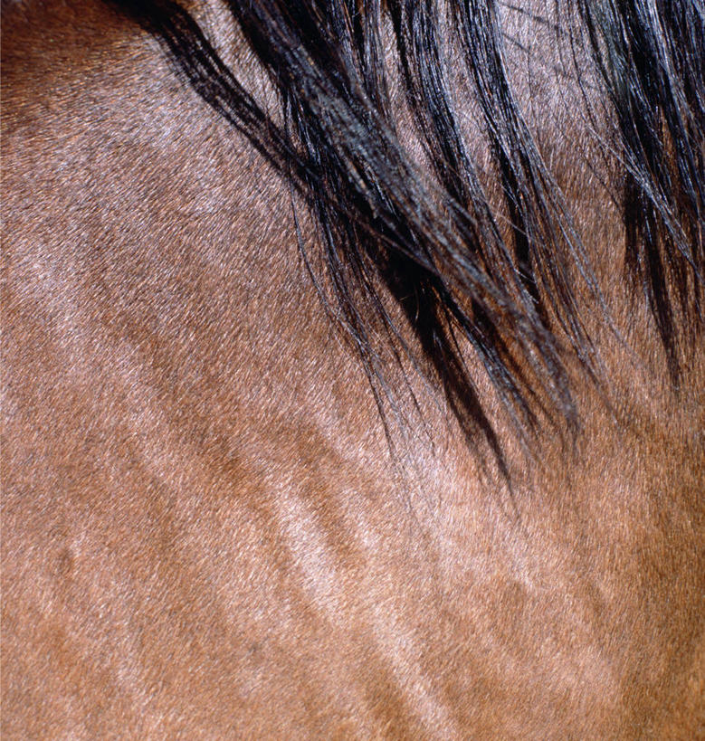 无人,站,竖图,室外,特写,白天,侧面,马,野生动物,注视,一匹,动物,观察,看,站着,运输,牲畜,观看,察看,关注,站立,半身,彩图