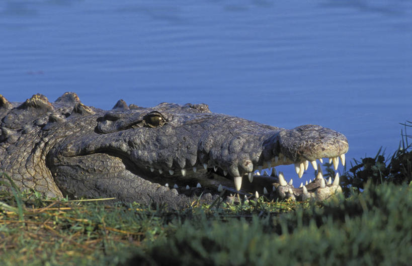 牙齿,无人,横图,室外,特写,白天,侧面,草地,草坪,河流,美景,水,植物,鳄鱼,野生动物,阴影,波纹,锐利,平静,光线,爬行动物,影子,河水,景观,泥土,水流,土壤,草,一只,绿色,水纹,阳光,自然,动物,波浪,张嘴,景色,安静,宁静,锋利,尖锐,静谧,自然风光,尖利,凶猛,美洲鳄,沉静,犀利,厉害,恬静,安祥,僻静,清静,太平,残暴,凶残,齿,牙,张开嘴,半身,彩图
