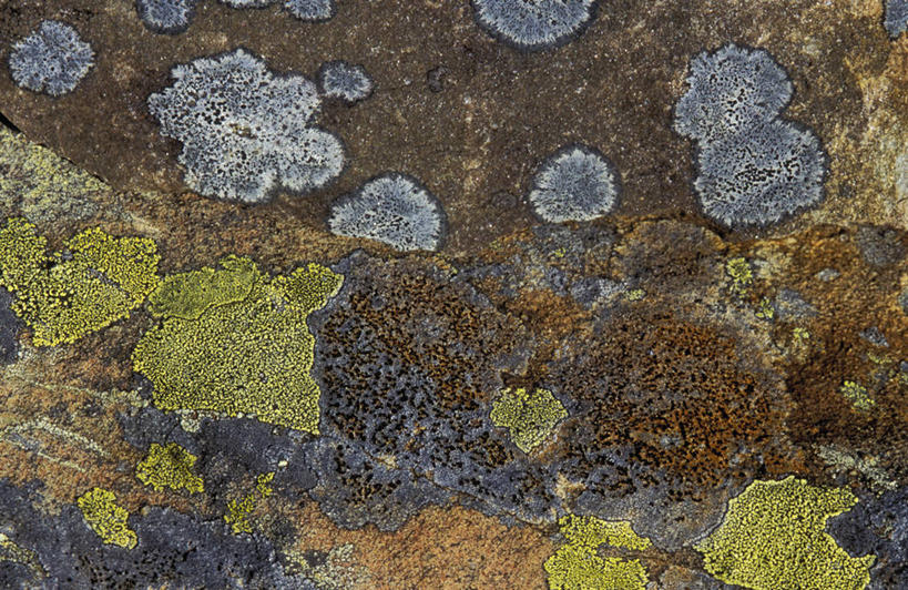 无人,公园,横图,俯视,室外,特写,白天,旅游,度假,石头,美景,加拿大,阴影,光线,石子,影子,景观,青苔,苔藓,娱乐,阳光,自然,享受,休闲,景色,放松,腐蚀,侵蚀,北美,北美洲,国家公园,自然风光,美洲,北亚美利加洲,亚美利加洲,格罗斯莫讷国家公园,纽芬兰,石块,岩石,彩图,高角度拍摄,格罗摩恩国家公园,格罗莫讷国家公园,格罗斯莫恩国家公园,纽芬兰.拉布拉多,纽芬兰.拉布拉多省,纽芬兰岛