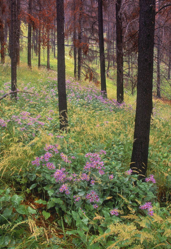 无人,竖图,室外,白天,正面,旅游,度假,美景,森林,树林,植物,加拿大,许多,盛开,景观,娱乐,花,花瓣,花朵,花卉,鲜花,树,树干,树木,粉色,绿色,自然,花蕊,享受,休闲,木桩,景色,放松,生长,成长,北美,北美洲,国家公园,自然风光,美洲,阿尔伯塔省,班夫国家公园,阿尔伯塔,北亚美利加洲,亚美利加洲,艾伯塔,艾伯塔省,亚伯达,彩图,阿省,艾省,亚伯达省,亚省,植树