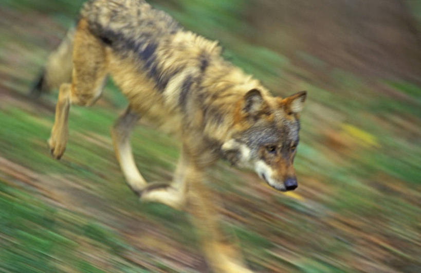 无人,走,横图,俯视,室外,白天,草地,草坪,美景,植物,狼,野生动物,美国,朦胧,模糊,景观,草,一只,绿色,自然,动物,景色,北美,北美洲,自然风光,美洲,凶猛,路易斯安那州,路易斯安那,鹈鹕之州,北亚美利加洲,亚美利加洲,北美红狼,红狼,残暴,凶残,步行,散步,走路,半身,彩图,高角度拍摄,犬科动物