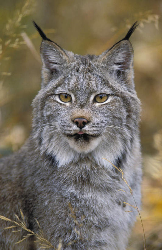 无人,站,竖图,室外,白天,正面,草地,草坪,植物,野生动物,阴影,光线,影子,注视,草,树,树木,一只,绿色,阳光,自然,动物,观察,看,站着,可爱,活泼,生长,成长,观看,察看,关注,非洲野猫,沙猫,沙漠猫,沙丘猫,站立,半身,彩图