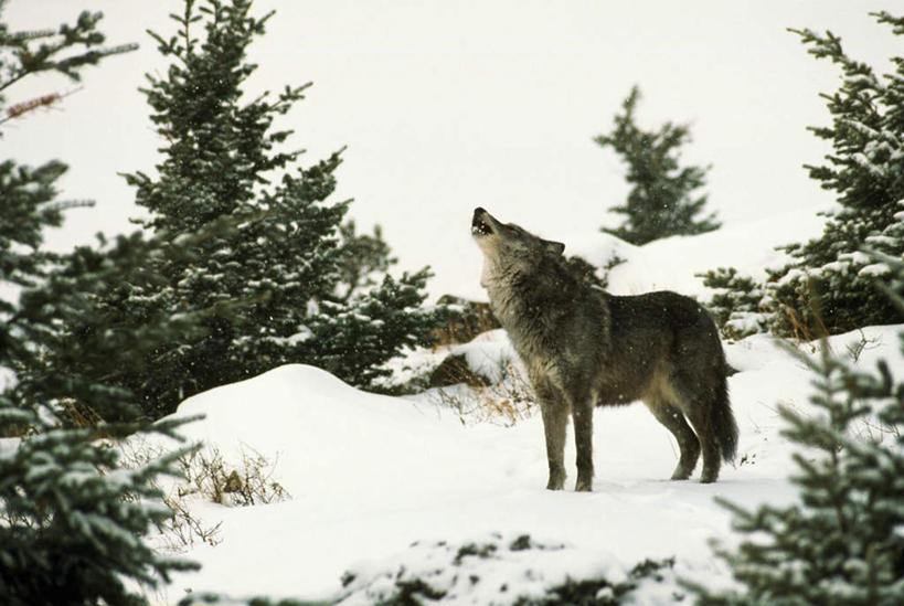 无人,站,横图,室外,白天,仰视,旅游,度假,美景,山,雪,雪山,植物,大雪,狼,野生动物,冰,积雪,景观,山峰,雪景,冬季,冬天,山峦,注视,娱乐,树,树木,一只,绿色,自然,动物,观察,看,站着,享受,休闲,景色,放松,寒冷,生长,成长,观看,察看,冰冷,北美,北美洲,关注,自然风光,美洲,嚎叫,凶猛,洛矶山脉,落基山脉,北亚美利加洲,亚美利加洲,严寒,冰凉,酷寒,凛冽,凛凛,极冷,残暴,凶残,灰狼,抬头,仰头,站立,彩图,低角度拍摄,全身,犬科动物