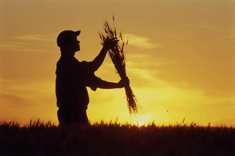 西方人,手,一个人,农田,站,横图,室外,白天,正面,庄稼,农作物,小麦,日落,帽子,欧洲,欧洲人,仅一个男性,仅一个人,握,服装,晚霞,霞光,落日,谷物,背光,拿,拿着,注视,休闲装,仅一个年轻男性,衣服,黄昏,遮阳帽,观察,看,站着,休闲,手部,休闲服,稻谷,稻子,彩霞,握着,服饰,麦子,观看,察看,关注,逆光,夕照,劳作,男人,男性,年轻男性,白种人,夕阳,站立,半身,彩图,耕地,庄稼田,斜阳
